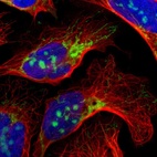 Immunofluorescent staining of human cell line U-2 OS shows localization to nucleoli & mitochondria.