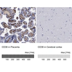 Immunohistochemistry analysis in human placenta and cerebral cortex tissues using HPA002018 antibody. Corresponding CD36 RNA-seq data are presented for the same tissues.
