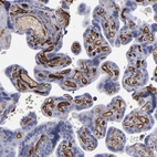 Immunohistochemical staining of human placenta shows strong membranous positivity in endothelial cells.