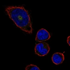 Immunofluorescent staining of human cell line HEL shows localization to the Golgi apparatus.