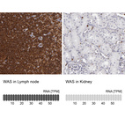 Anti-WAS Antibody