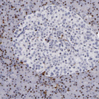 Immunohistochemical staining of human pancreas shows no expression in islets of Langerhans as expected.