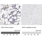 Anti-FGR Antibody