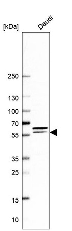 Western blot analysis in human cell line Daudi.