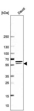 Western blot analysis in human cell line Daudi.