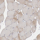 Immunohistochemical staining of human skeletal muscle shows very weak positivity in myocytes as expected.