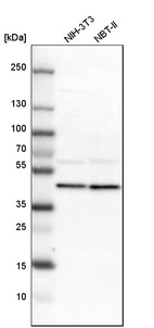 Western blot analysis in mouse cell line NIH-3T3 and rat cell line NBT-II.