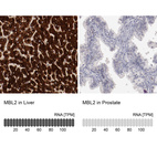 Anti-MBL2 Antibody