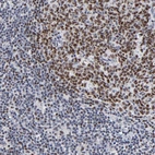 Anti-MBD4 Antibody