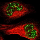 Immunofluorescent staining of human cell line U-2 OS shows localization to nuclear speckles.