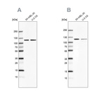 Anti-LONP1 Antibody