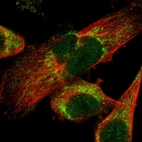 Immunofluorescent staining of human cell line U-251 MG shows localization to nucleus & mitochondria.