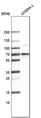 Western blot analysis in human cell line NTERA-2.