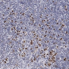 Immunohistochemical staining of human tonsil shows strong nuclear positivity in non-germinal center cells.