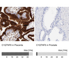 Anti-C1QTNF6 Antibody