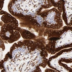 Immunohistochemical staining of human placenta shows high expression.