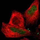 Immunofluorescent staining of human cell line U-2 OS shows localization to nucleoplasm.