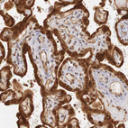 Immunohistochemical staining of human placenta shows strong cytoplasmic and nuclear positivity in trophoblastic cells.