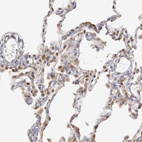 Anti-PLEKHA1 Antibody