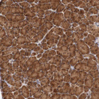 Anti-PLEKHA1 Antibody