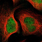 Immunofluorescent staining of human cell line U-2 OS shows localization to nucleus & cytosol.