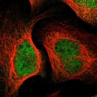 Immunofluorescent staining of human cell line U-2 OS shows localization to nucleus & cytosol.