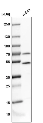 Western blot analysis in human cell line A-549.