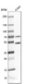 Anti-PSMC4 Antibody