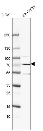 Western blot analysis in human cell line SH-SY5Y.