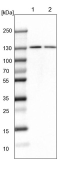 Anti-PCNX4 Antibody