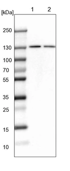 Lane 1: NIH-3T3 cell lysate (Mouse embryonic fibroblast cells)_br/_Lane 2: NBT-II cell lysate (Rat Wistar bladder tumour cells)