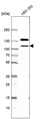 Anti-EIF4ENIF1 Antibody