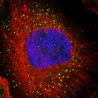 Immunofluorescent staining of human cell line U-251 MG shows localization to vesicles.