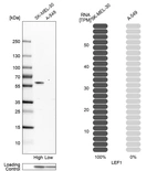 Western blot analysis in human cell lines SK-MEL-30 and A-549 using Anti-LEF1 antibody. Corresponding LEF1 RNA-seq data are presented for the same cell lines. Loading control: Anti-PPIB.