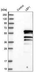 Western blot analysis in control (vector only transfected HEK293T lysate) and LEF1 over-expression lysate (Co-expressed with a C-terminal myc-DDK tag (~3.1 kDa) in mammalian HEK293T cells, LY402529).