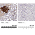 Anti-PODXL Antibody