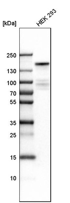 Western blot analysis in human cell line HEK 293.