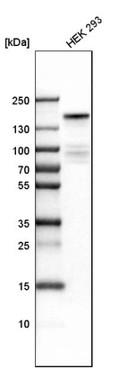 Western blot analysis in human cell line HEK 293.