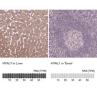 Anti-HYAL1 Antibody