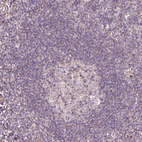 Anti-HYAL1 Antibody