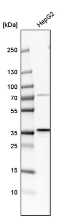 Western blot analysis in human cell line HepG2.