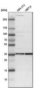Anti-PSMD14 Antibody