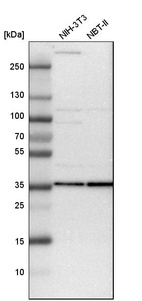 Western blot analysis in mouse cell line NIH-3T3 and rat cell line NBT-II.