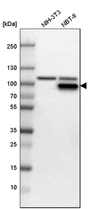 Western blot analysis in mouse cell line NIH-3T3 and rat cell line NBT-II.