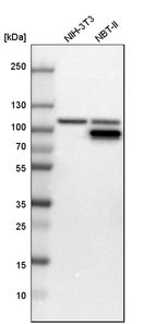 Western blot analysis in mouse cell line NIH-3T3 and rat cell line NBT-II.