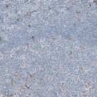 Immunohistochemical staining of human tonsil shows very weak positivity in non-germinal center cells.