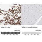 Anti-ICAM1 Antibody