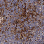 Anti-ICAM1 Antibody