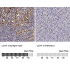 Anti-CD14 Antibody