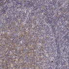 Immunohistochemical staining of human tonsil shows moderate membranous positivity in germinal center cells.